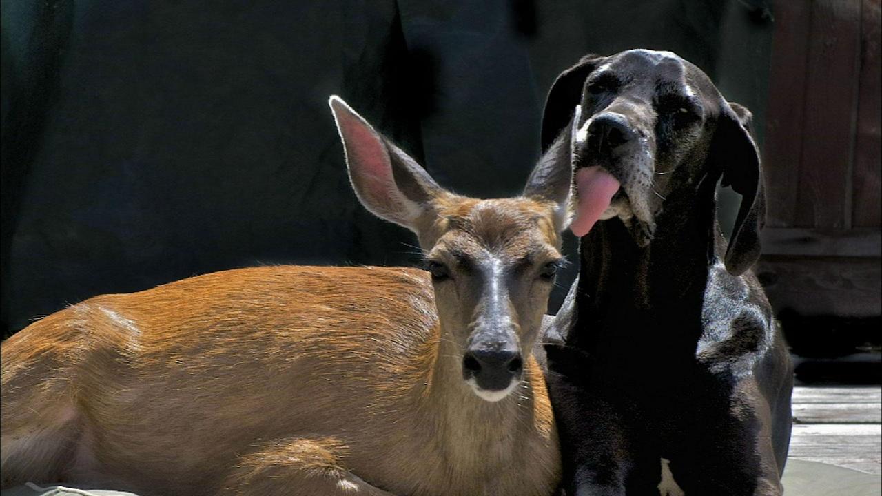Nature | Animal Odd Couples
