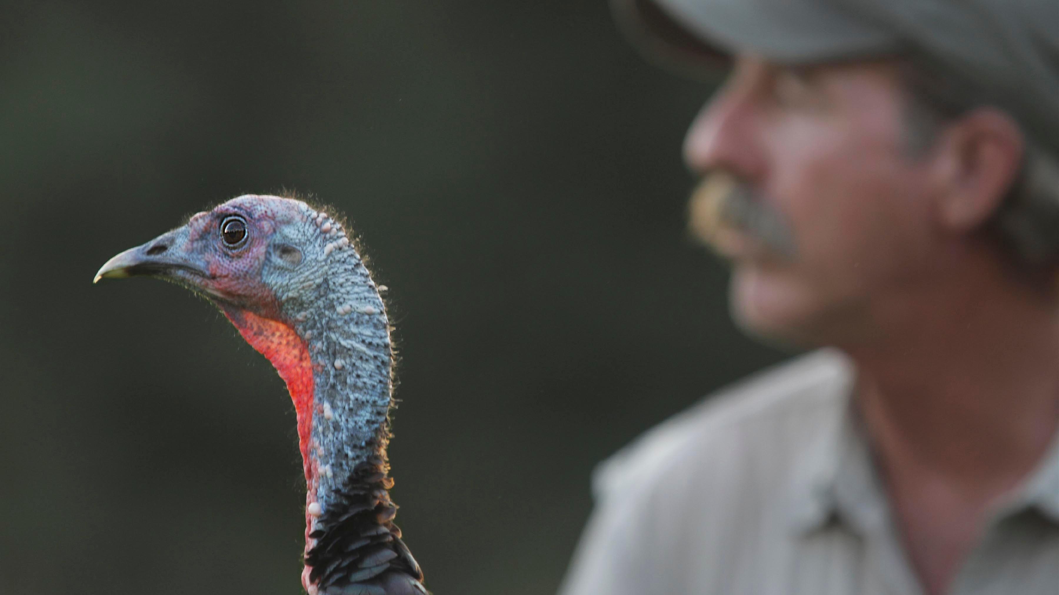 Nature | My Life as a Turkey - Preview | Season 30 | Episode 4 | PBS