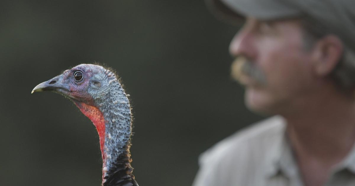Nature | My Life as a Turkey - Preview | Season 30 | Episode 4