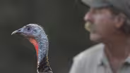 My Life as a Turkey - Preview