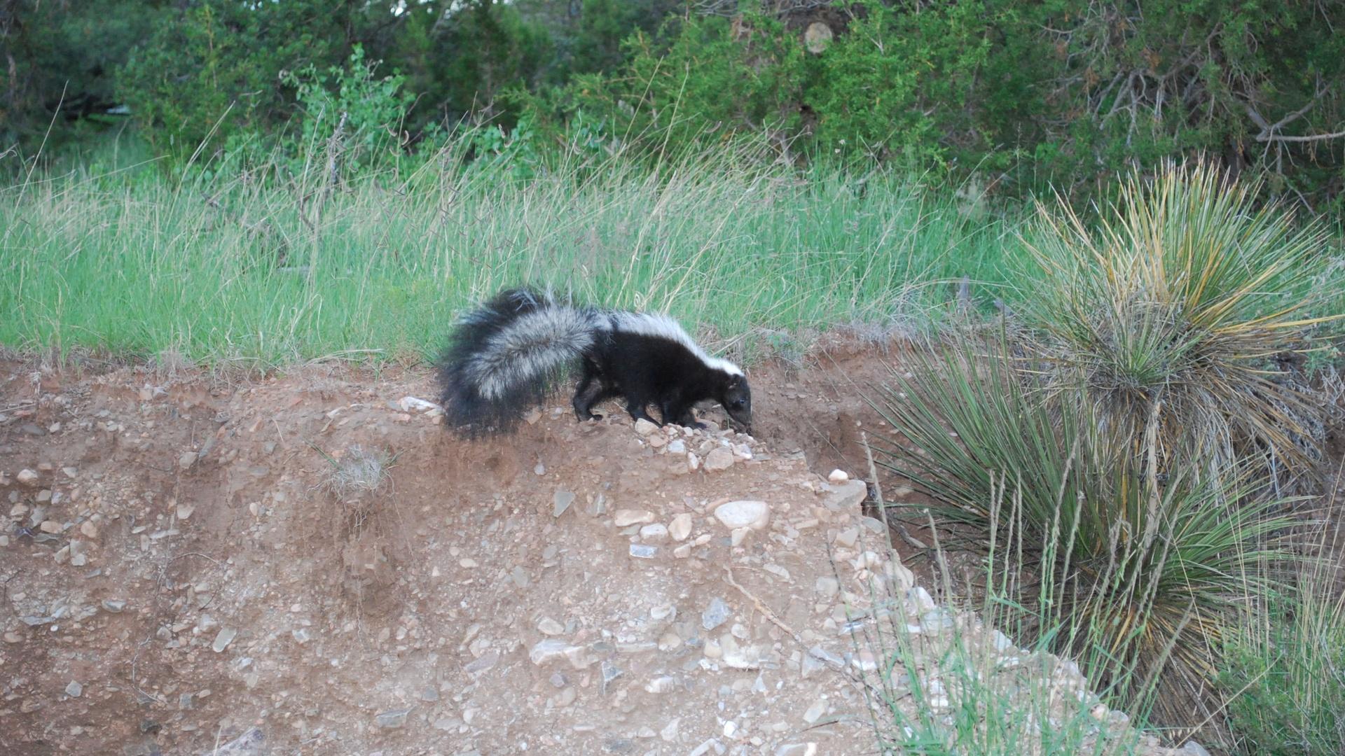 Is That Skunk? Preview Nature THIRTEEN New York Public Media