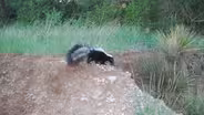 Is That Skunk? - Preview