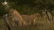 Lions at Play