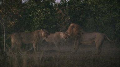 Nature, Lions at Play, Season 30, Episode 12