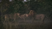 A Fight Between Lions