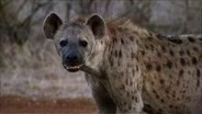 A White Lion Challenges a Hyena Clan