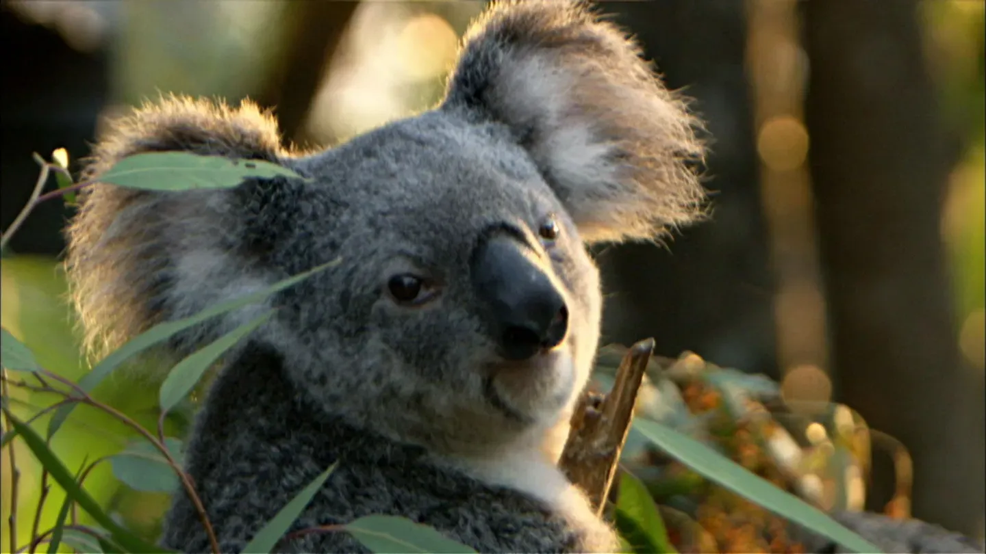 Cracking the Koala Code