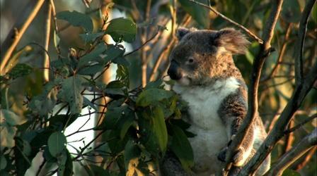 Video thumbnail: Nature Education | The Koala Diet