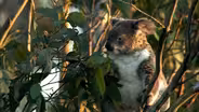 Education | The Koala Diet