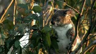 Education | The Koala Diet