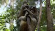 Education | How to be an Alpha Male Koala