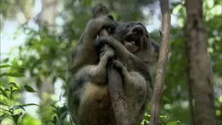 Education | How to be an Alpha Male Koala