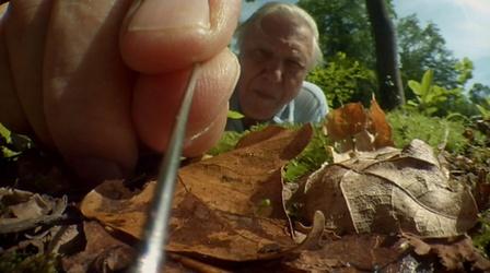 Attenborough's Life Stories: Part 1 Preview