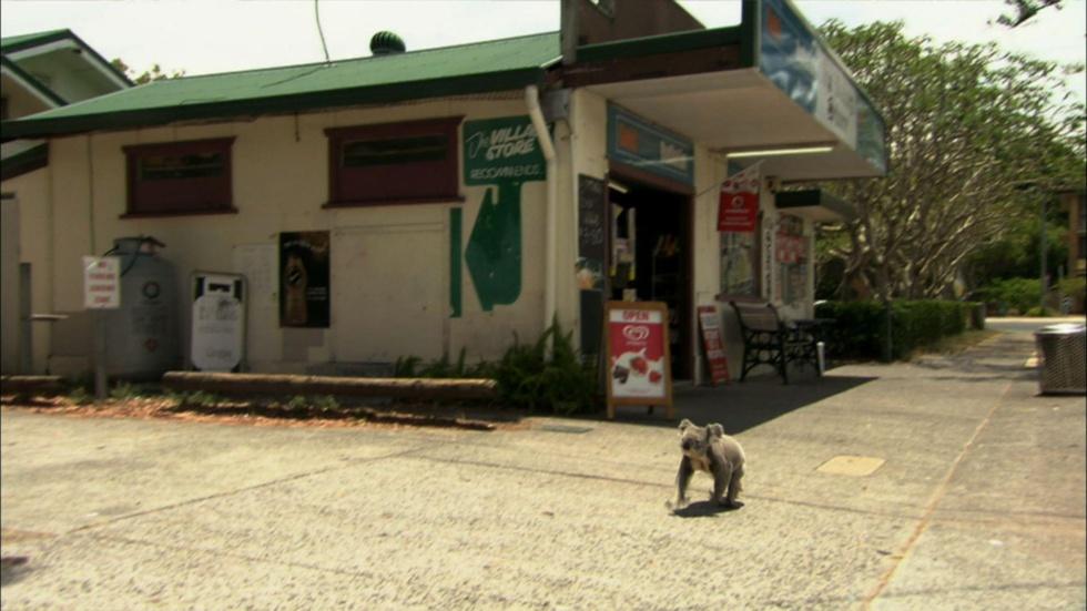 S30 Ep13: Education | The Wild Suburban Koala image