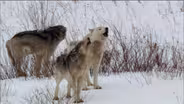 Cold Warriors: Wolves and Buffalo Preview