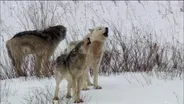 Cold Warriors: Wolves and Buffalo Preview