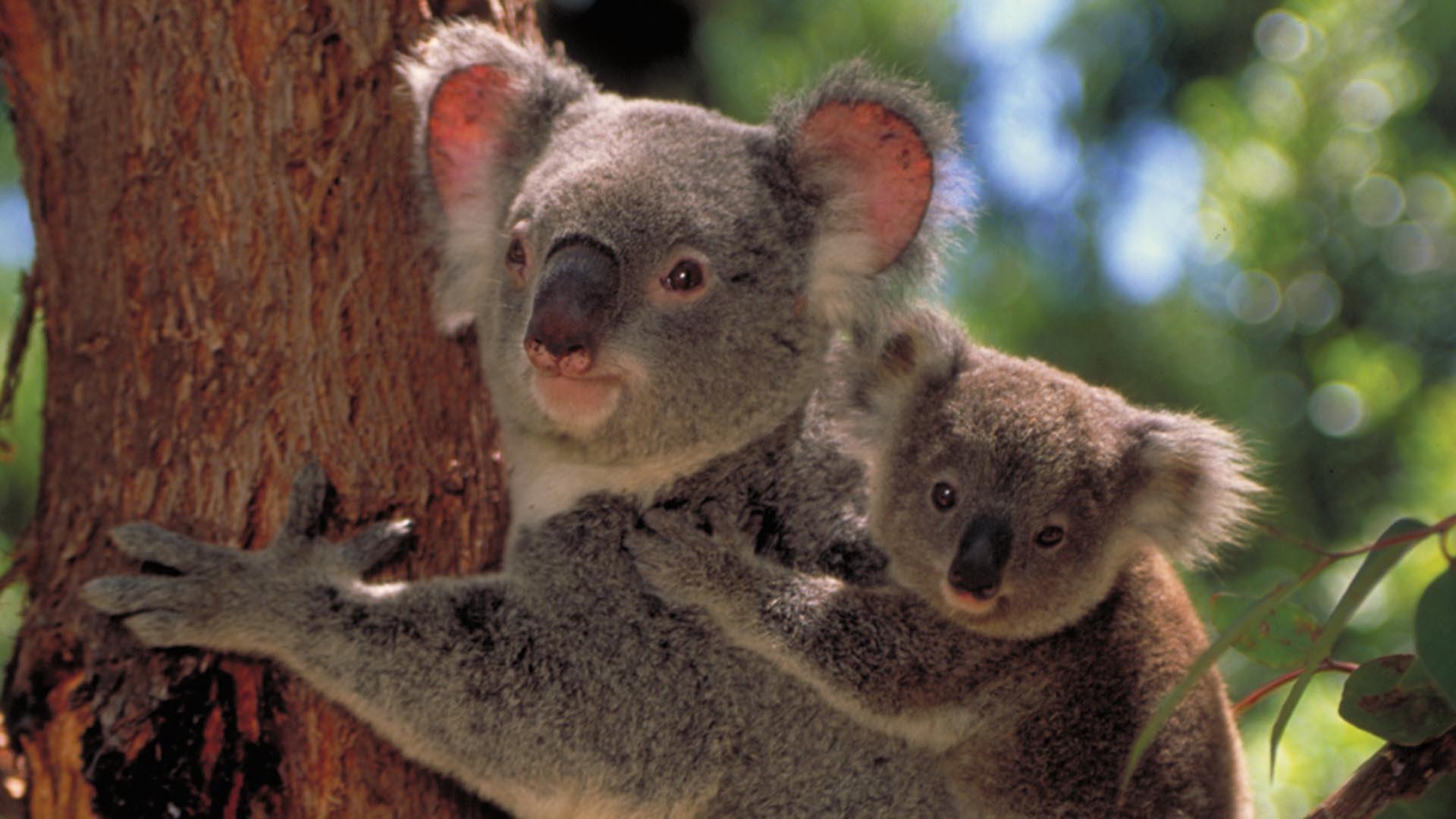 Nature | Cracking the Koala Code - Preview | Season 30 | Episode 13 | PBS