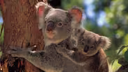 Cracking the Koala Code - Preview