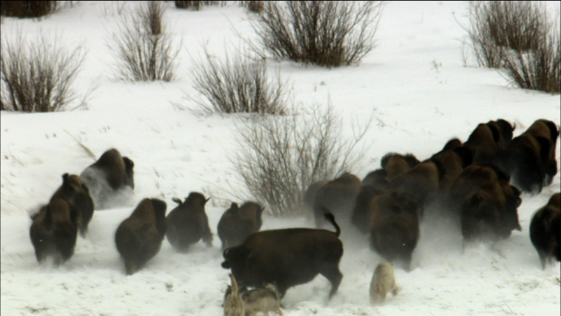 Wolves Hunting Buffalo | Nature | THIRTEEN - New York Public Media