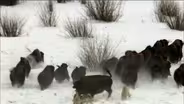 Wolves Hunting Buffalo