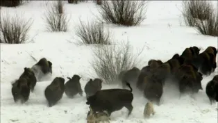 Wolves Hunting Buffalo
