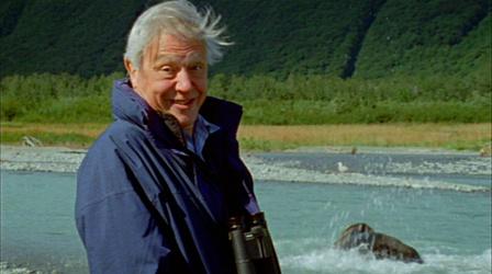 Attenborough's Life Stories: Life on Camera Extended Preview