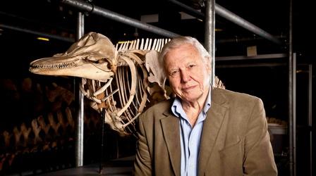 Attenborough's Life Stories, "Our Fragile Planet" - Preview