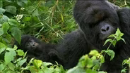 Saving the Mountain Gorilla