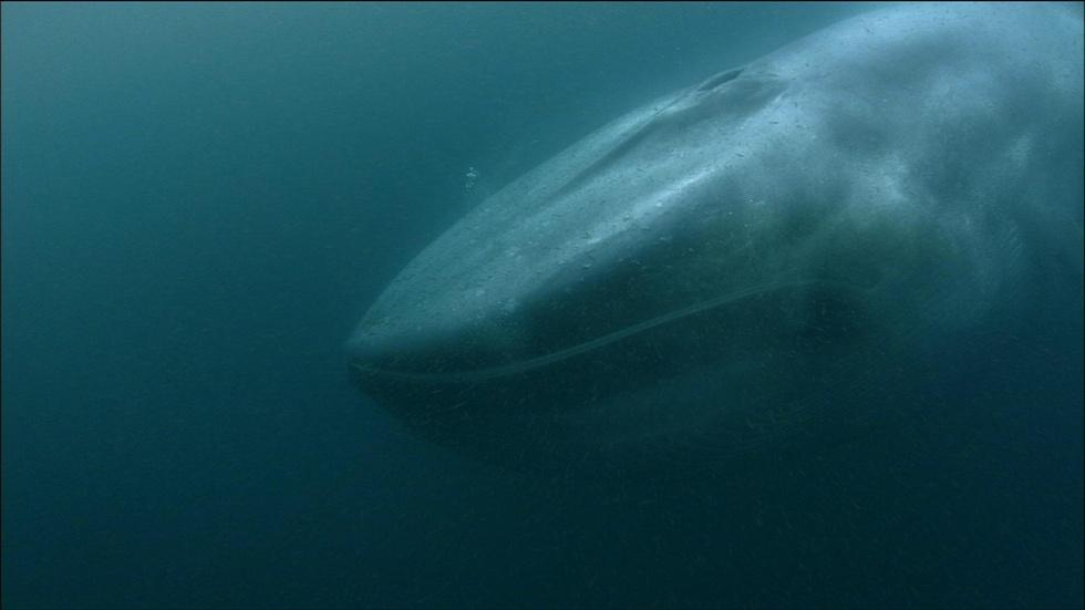 S31 Ep7: Whales for Future Generations image