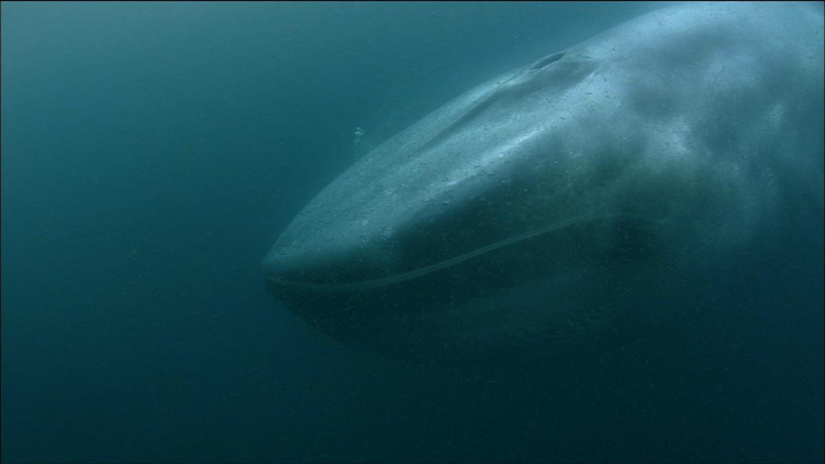 Whales for Future Generations | Nature | THIRTEEN - New York Public Media