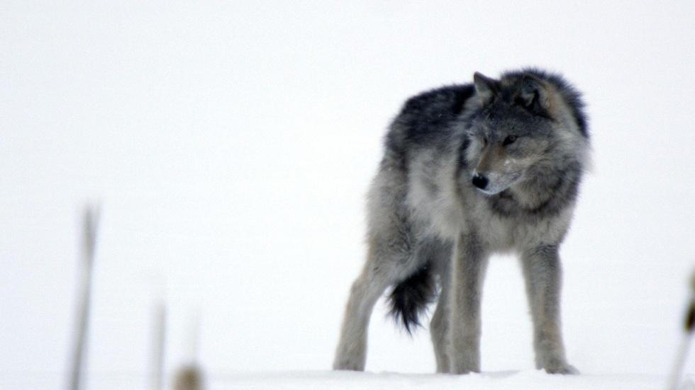 S31 Ep8: Cold Warriors: Wolves and Buffalo image