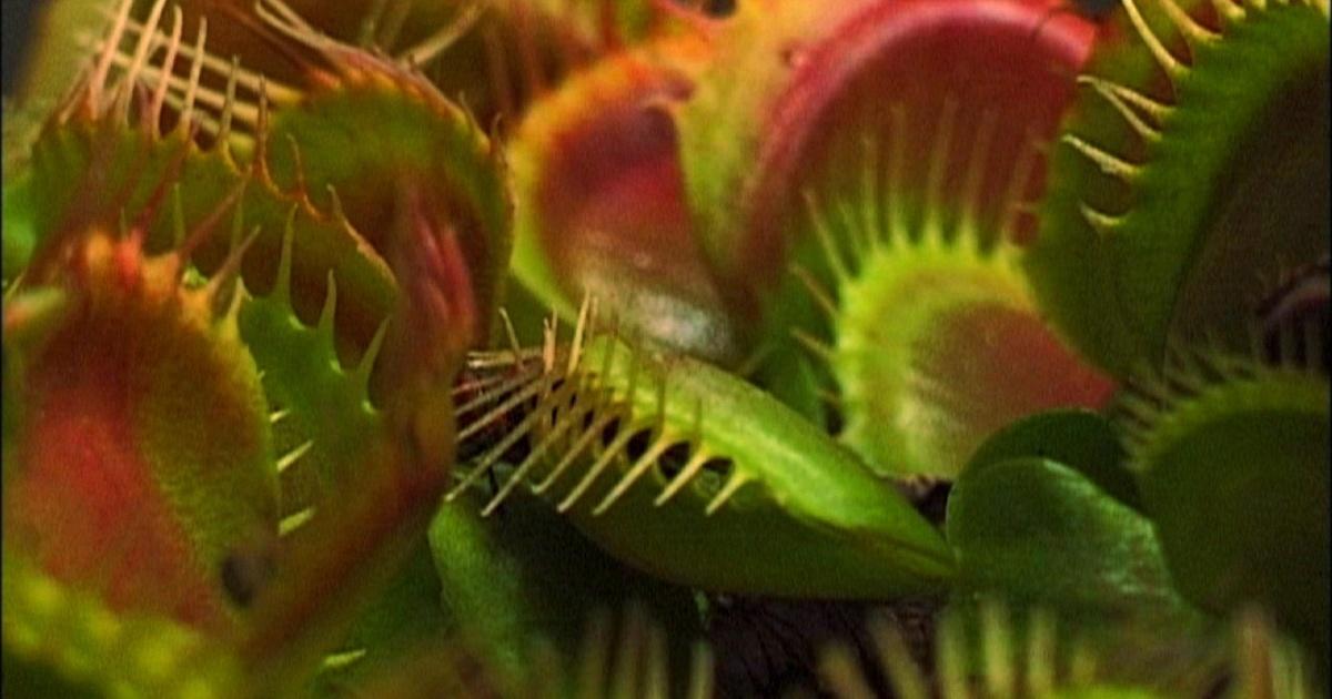 Nature What Plants Talk About Preview Season 31 Episode 9 PBS