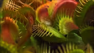 What Plants Talk About - Preview