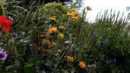 What Plants Talk About