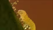 Plant Self-Defense