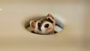 The Loneliest Animals - Preview