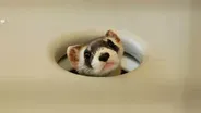 The Loneliest Animals - Preview