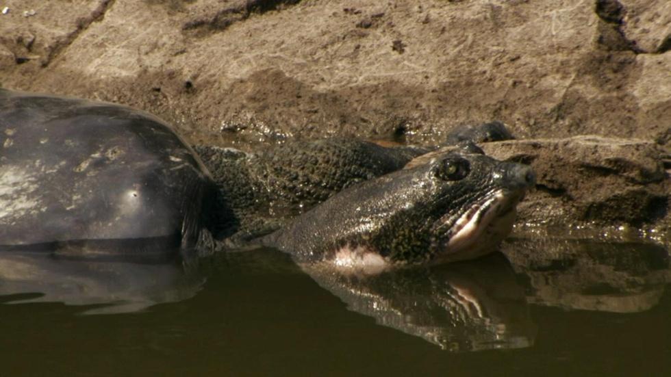 S27 Ep11: The Last Living Pair of Rafetus Turtles image