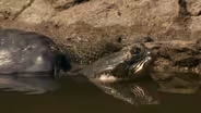 The Last Living Pair of Rafetus Turtles