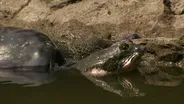 The Last Living Pair of Rafetus Turtles