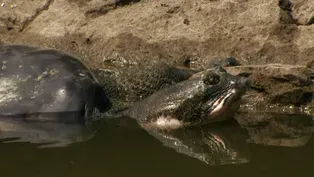 The Last Living Pair of Rafetus Turtles