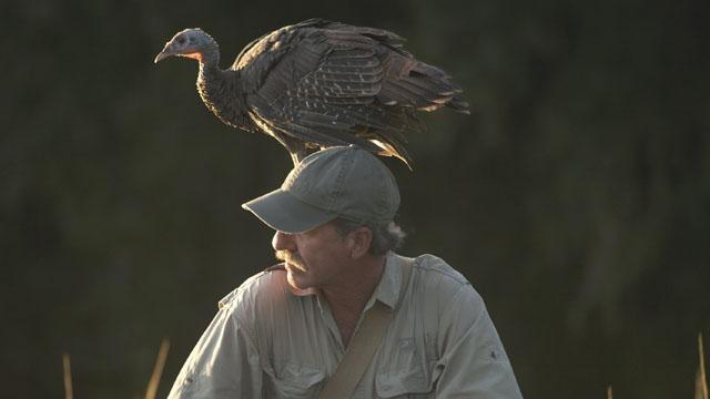 Nature | My Life as a Turkey - Preview