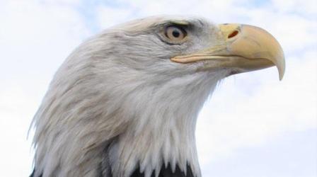 American Eagle - Preview