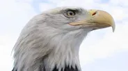 American Eagle - Preview