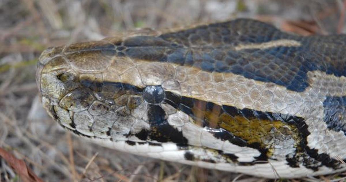 Invasion of the Giant Pythons - Preview | Nature | PBS