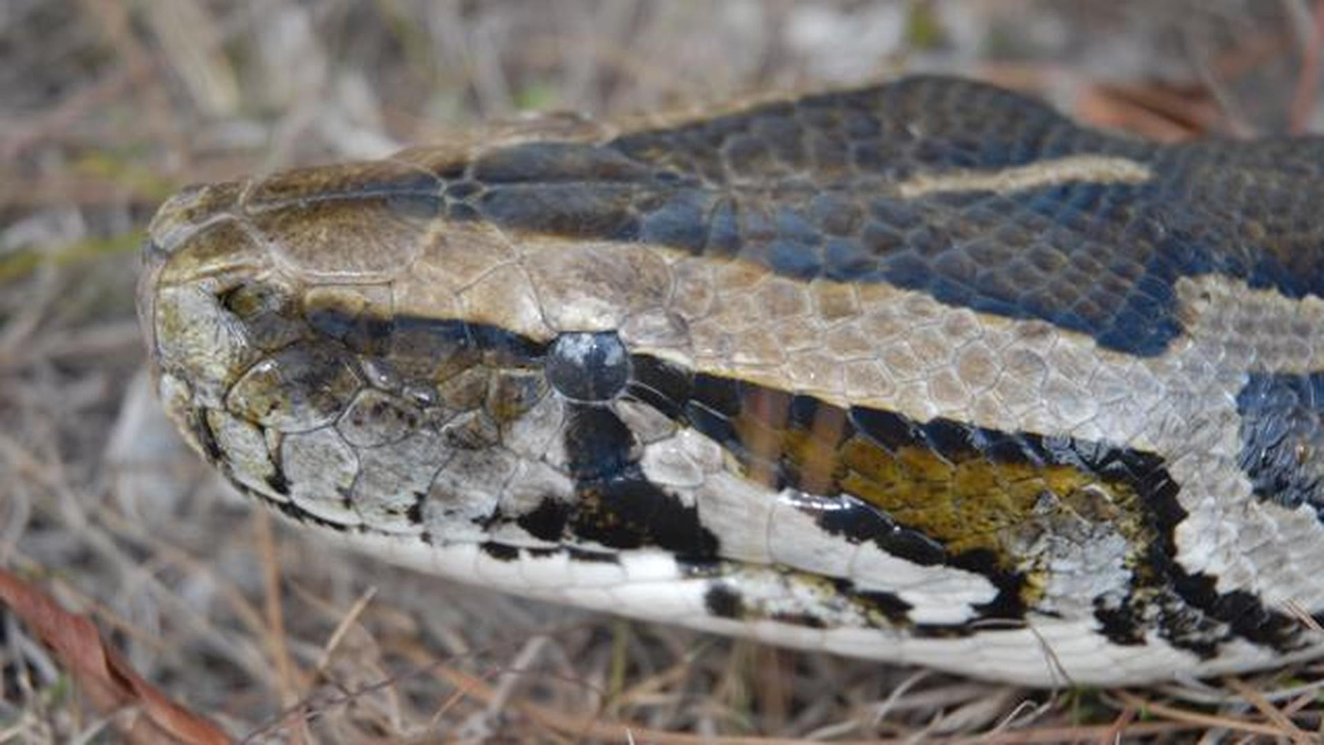 Invasion of the Giant Pythons - Preview | Nature | THIRTEEN - New York ...