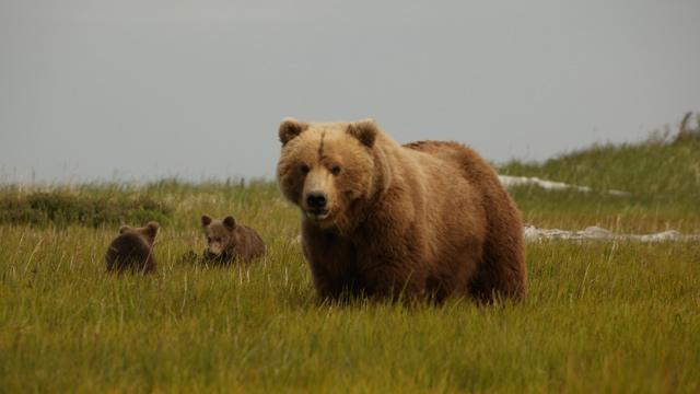Nature | Bears of the Last Frontier: City of Bears - Preview