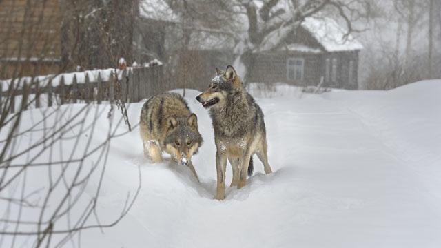 Nature: Radioactive Wolves [Blu-ray]