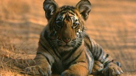 Video thumbnail: Nature Broken Tail: A Tiger's Last Journey - Preview