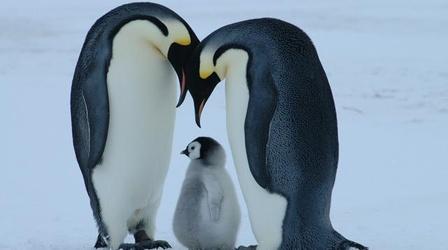 Video thumbnail: Nature Born Wild: The First Days of Life - Preview